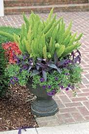 21 Best Ferns For Containers That You Can Grow Indoors Outdoors Easily Foliage Plants Container Gardening Plants