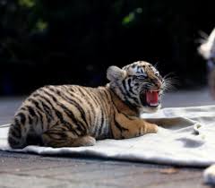Kepala kucing vs ekor harimau the acipa. Suami Isteri Membeli Kucing Secara Online Tapi Dapat Anak Harimau