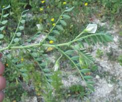 Image result for Cicer arietinum