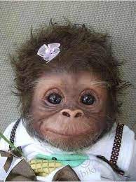 Baby Monkey Wearing Clothes Barrette Cute Baby Monkey Cute Monkey Cute Animals