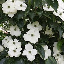 They serve both his resurrection and redemption, as well as the suffering. Cornus Or Dogwood Trees Plants For Sale And Species Nurseries Online