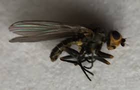 Image result for phytomyza gymnostoma