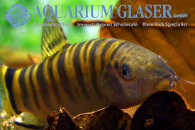 Image result for Kotschya