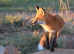 This will stop them from entering your garden or yard entirely. What To Do When Foxes Move In The National Wildlife Federation Blog The National Wildlife Federation Blog