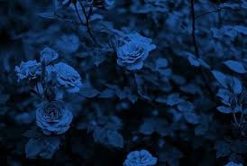 Jul 02, 2021 · the dreaded blue screen of death (bsod), which has been a part of the windows experience since the 1990s, might now be turning into the black screen of death, according to a report from the verge. Navy Blue Aesthetic Header Thabyan Com