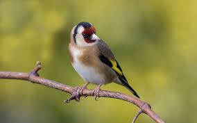 Bird With Yellow Stripe On Head Goldfinch Goldfinch Animals Bird Feathers