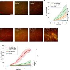 Image result for tbn:oICZ-UHpUGgp-M::files.nireblog.com/blogs/familiaschwingel/files/familias2.bmp