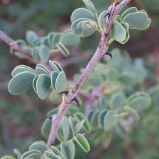 Image result for Acacia mellifera