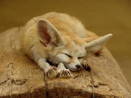 7 Of The Most Beautiful Fox Species In The World Fox Species Fox Breeds Fennec Fox