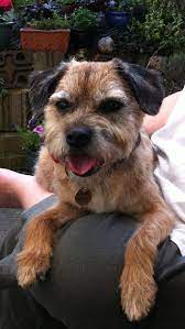 Hamish The Border Terrier Dog Neuter Border Terrier Dog Boarding Near Me