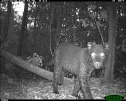 Agriculture in rainbow city, alabama. What Is A Black Panther Stephanie Schuttler Ph D