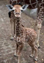 Account Suspended Cute Baby Animals Animals Baby Animals