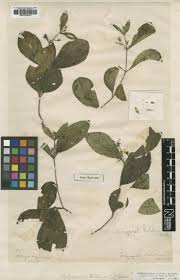 Image result for Duosperma quadrangulare