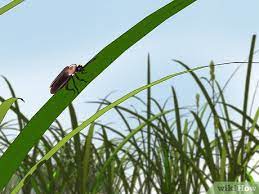 How to attract dragonflies to your garden. How To Attract Fireflies 8 Steps With Pictures Wikihow