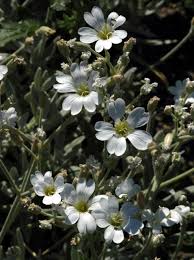 Image result for Cerastium octandrum