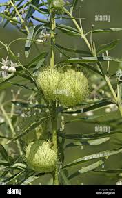 Image result for Gomphocarpus fruticosus