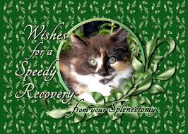 Recovery From Splenectomy Calico Kitten Card Ad Ad Splenectomy Recovery Calico Card Calico Kitten Calico Get Well