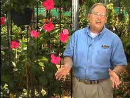 (1) gallon pot with soil. Alice Dupont Mandevilla Is Colorful Climbing Vine Youtube
