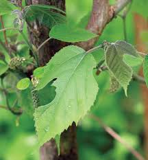 Image result for Broussonetia