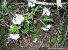 Image result for Pavetta uniflora