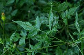 Image result for Bidens biternata