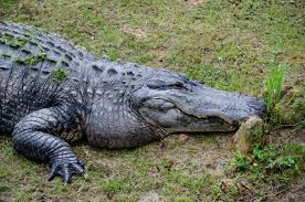 Free Images : nature, swamp, wildlife, wild, usa, reptile, fauna, united  states, dangerous, north america, southern states, alligator alley,  alabama, crocodilia, american alligator, nile crocodile 4928x3264 - -  497913 - Free stock photos - PxHere