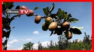 Mugambo wa murimi (part 1). Urimi Wa Matunda Mugambo Wa Murimi Part 3 Youtube