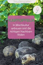 Mischkultur Gute Und Schlechte Nachbarn Fur Kartoffeln In 2020 Mischkultur Garten Selbstversorger Garten