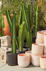 Image result for Euphorbia ingens