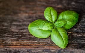 Kemangi dan tanaman sejenisnya yaitu selasih atau basil (ocimum basilicum) memiliki sejarah yang menarik, tanaman jenis ini pernah menjadi tanaman kerajaan di teh yang dibuat dari daun selasih atau herbanya digunakan untuk mengatasi mual, disentri, atau menurunkan panas (sebagai antipiretik). Manfaat Daun Kemangi Untuk Kesehatan Kecantikan Dan Kesuburan