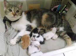 Untunglah, dirinya tak terpengaruh dengan kabar tak sedap itu. Ketika Kucing Melahirkan Jangan Panik Majalah Cat Dog