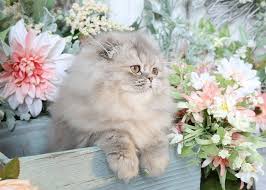 A silver kitten's nose will always be a rosy pink/ wine color. Diva Click Here Supior Quality Persian Himalayan Kittens For Sale In A Rainbow Of Colors In Business For 32 Years Baby Cats Persian Kittens Animals Beautiful