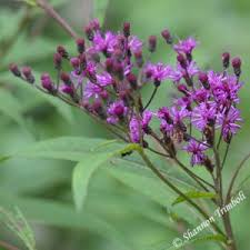 Image result for Vernonia turbinella