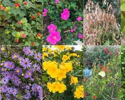 Image of various Texas plants