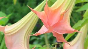 Image result for Brugmansia aurea