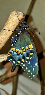 Pin De Eneri Castaneda En Lindas Mariposas Mariposas De Colores Mariposas Pintadas Mariposas Bellas