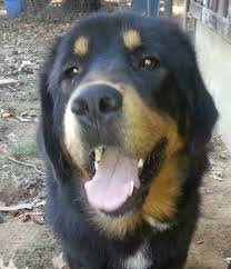 Find newfoundland dogs and puppies from arizona breeders. Harrisburg Pa Newfoundland Meet Bowser A Pet For Adoption