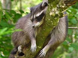 Raccoon Sleeping In A Tree Sleeping Animals Cute Funny Animals Cute Raccoon