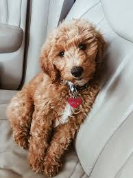 There's no therapy like a puppy. Goldendoodle Puppies Az Price The Y Guide