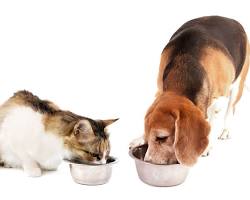 cat and dog eating from bowlsの画像