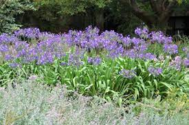 Agapanthus Africanus Useful Tropical Plants