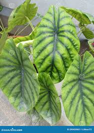 Image result for Remusatia