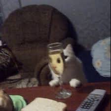 Kristallrot Kristallrot Lustigekatzen Lustige Katzen Komik Hayvan Hayvanlar Komik Seyler