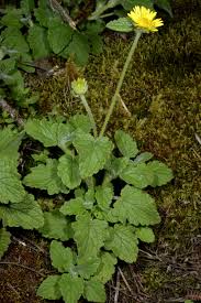 Image result for Anisopappus chinensis