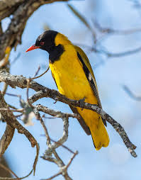 Different species of birds prefer different foods, in the different seasons and different parts of the country. Black Headed Oriole Wikipedia