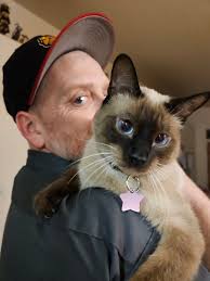 Introducing a Siamese cat to a dog-friendly household with a kid