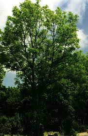 O seu sistema radicular é potente e estendido e presenta un tronco dereito e cilíndrico cunha cortiza lisa e verde agrisada nos exemplares novos que se volve parda escura. As Nosas Arbores O Freixo Fraxinus Excelsior Fresno Comun