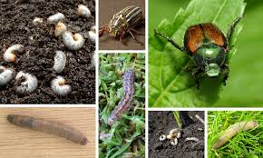 When to treat for grubs: Grub Talk Lawn Pest Identification Guide