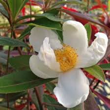 Image result for Limosella grandiflora