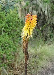 Image result for Kniphofia grantii